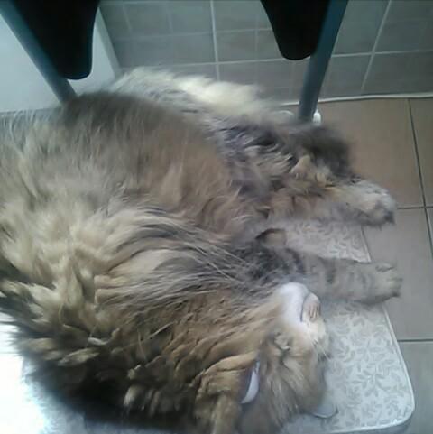 Licuki18's tweet photo. @LeosDiaries @sundancethecat https://t.co/kKR7eY5SpX