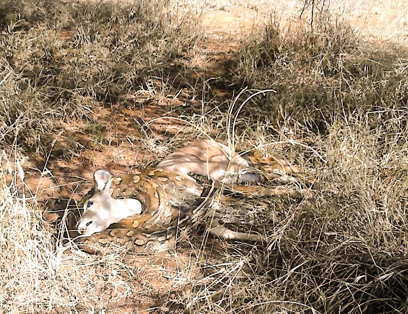 NewWycombeFarm's tweet photo. Progeny of Alexander our 64 inch kudu bull taken by this massive African Rock python! https://t.co/lJBI9pGSRb