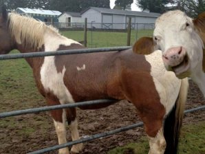 These animal photobombs are just plain hilarious