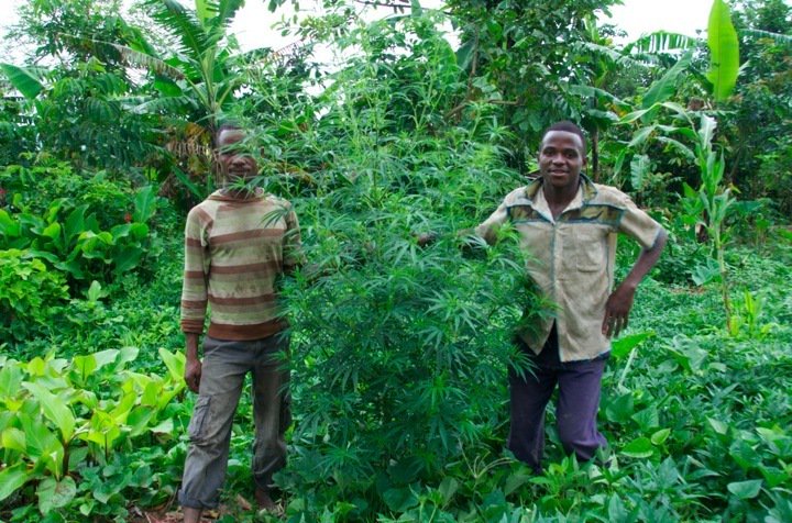 画像掲示板 画板 15歳の少年 星座をヒントにマヤ遺跡を発見した 遺跡ではなくマリファナ畑の可能性 T Co 07vadvidwf s