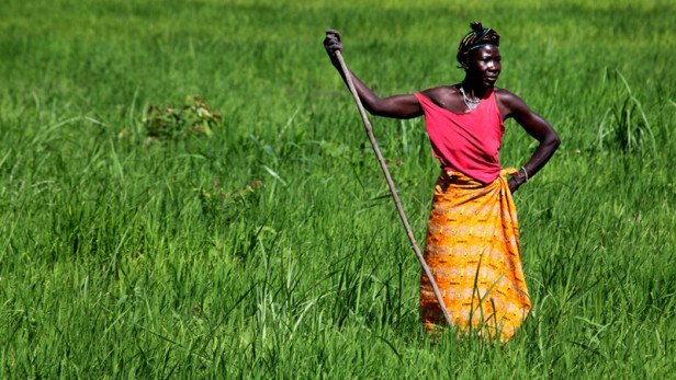 ZeroHunger's tweet photo. Empowered w/ the same resources as men, women farmers could decr. global hunger by 100-150 million ppl! #ZeroHunger https://t.co/KDv8IT2DxP