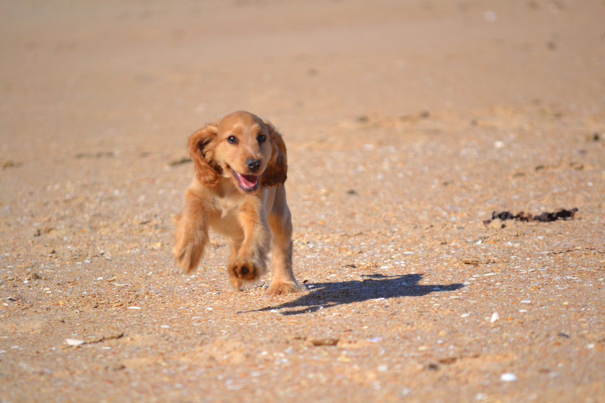 BeachAnimals's tweet photo. Puppy enjoying the beach🐶🏖 https://t.co/myQjkj8I3u