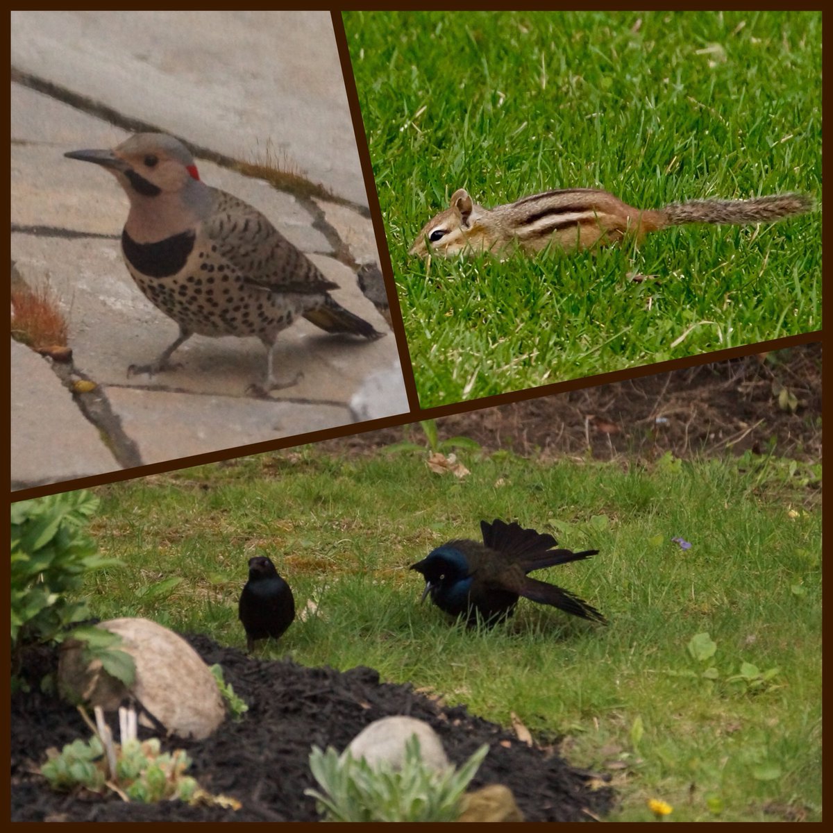fragenviron's tweet photo. Confluence of activity: a curious male #flicker,  an insect pounding #chipmunk &amp; a mating display by a male #grackle https://t.co/VeakOBKOwK
