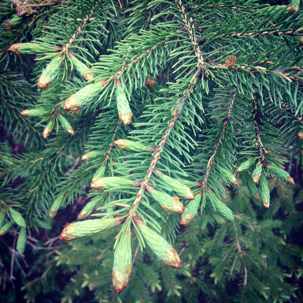 Tasty spruce tips! #eatthewildthings