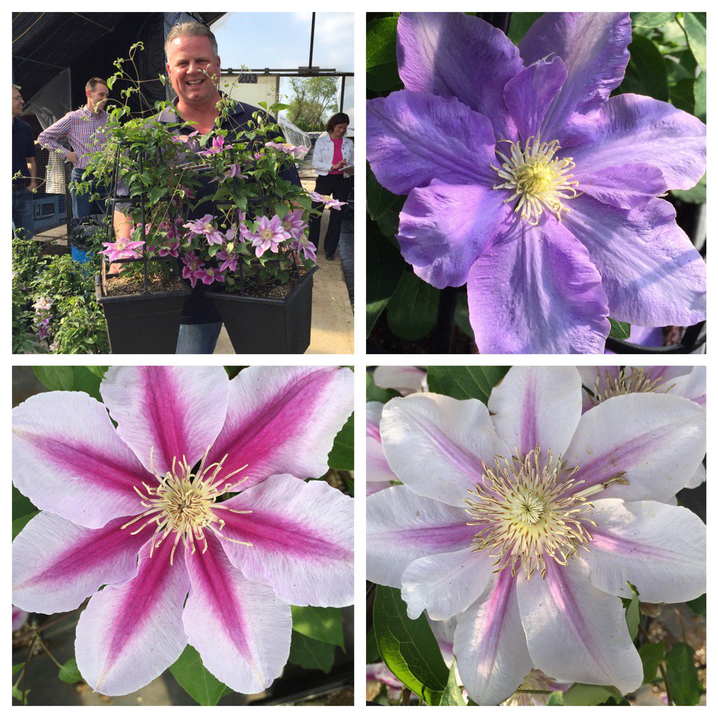 Gorgeous clematis from Garden State Growers!!!  Great visit with Bill and Team!