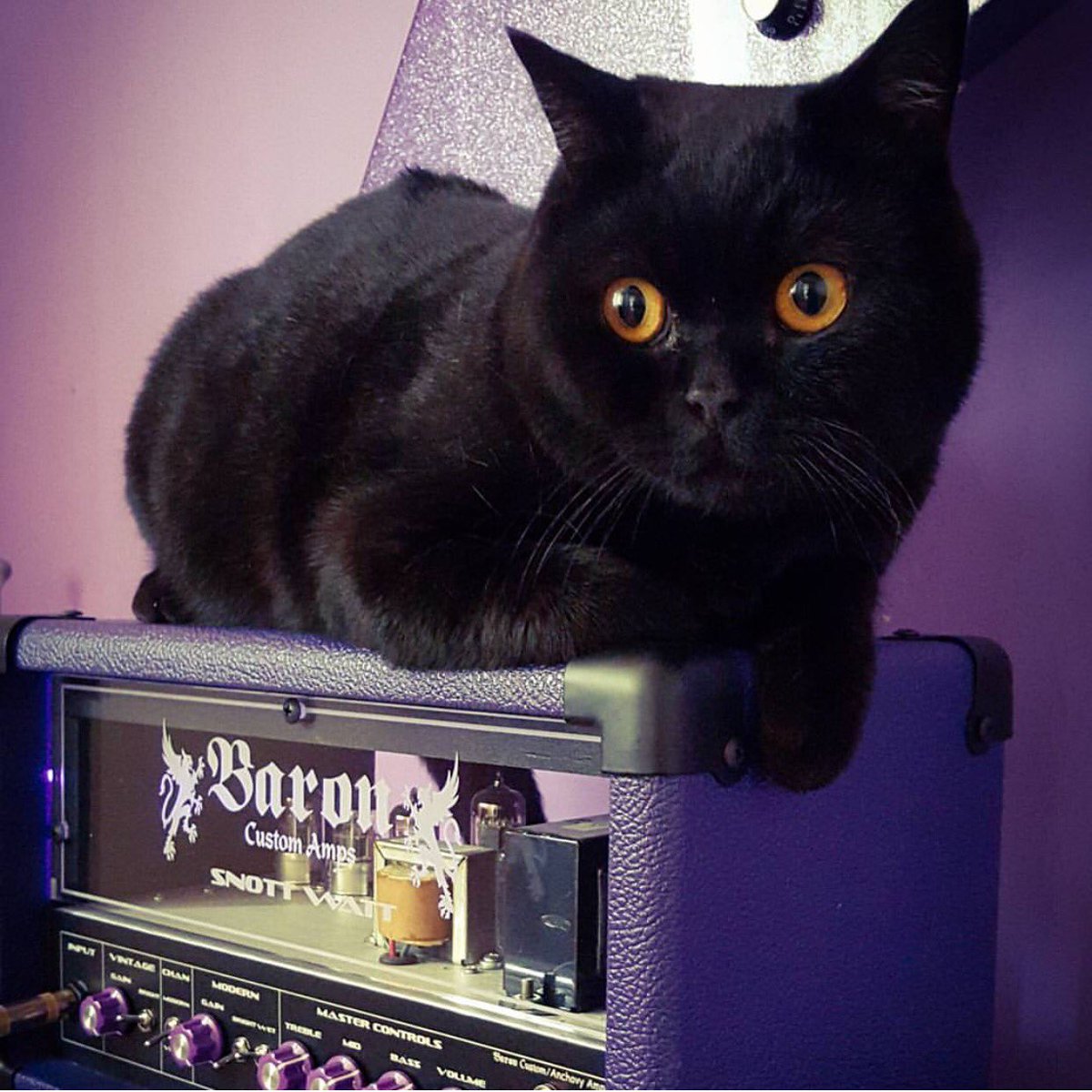 Happy Friday the 13th ❤️ #CatsOnAmps | TY @musicaholica #baron #fridaythe13th #purplerain