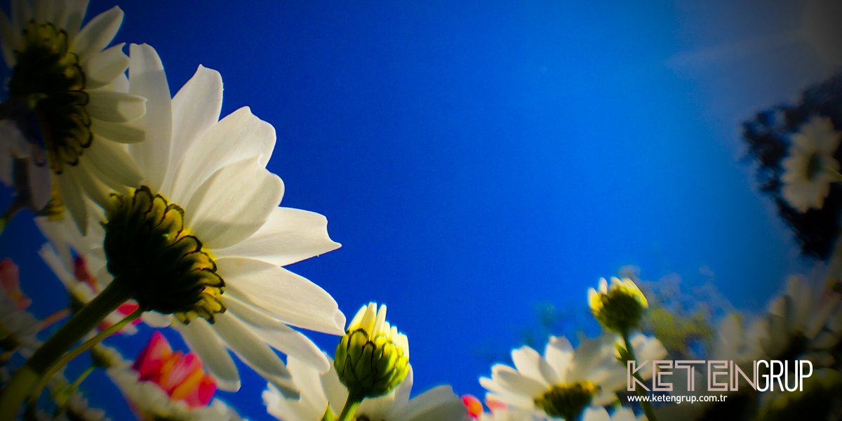 Çiçeğin gökyüzü rüyası...