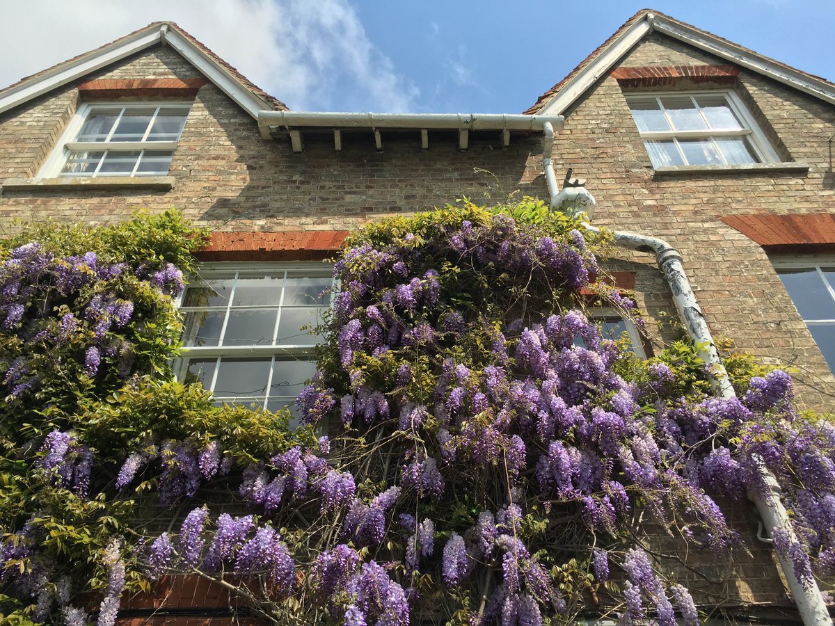 The wisteria has exploded into life the last few days. Sweet sweet colour at last! #GreenFingers