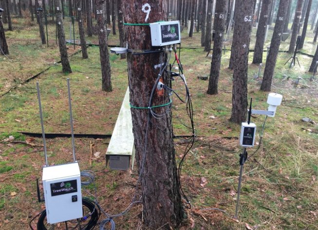 FAOForestry's tweet photo. Tweeting trees: German pine tree fitted with sensors tweets health updates @TreeWatchBritz https://t.co/GLTSRSWoJi https://t.co/638DYb2dU6