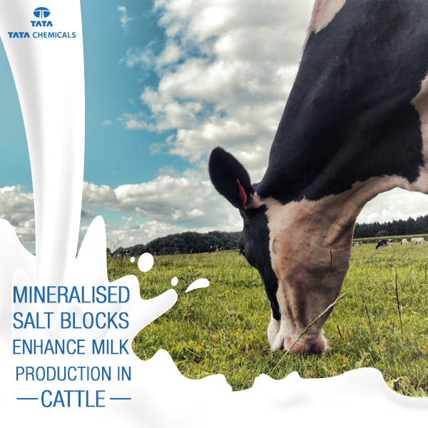 Cattle licks are available either as plain salt blocks or mineralised salt blocks. 
bit.ly/animal_nutriti…
