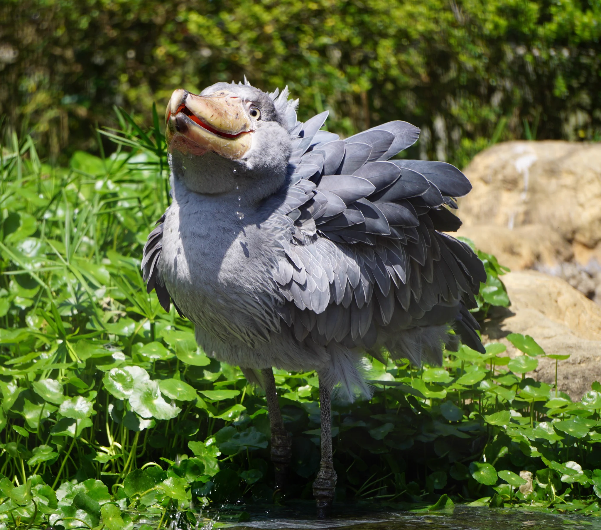 【激レア】ハシビロコウ先生の水浴びシーン！wwww