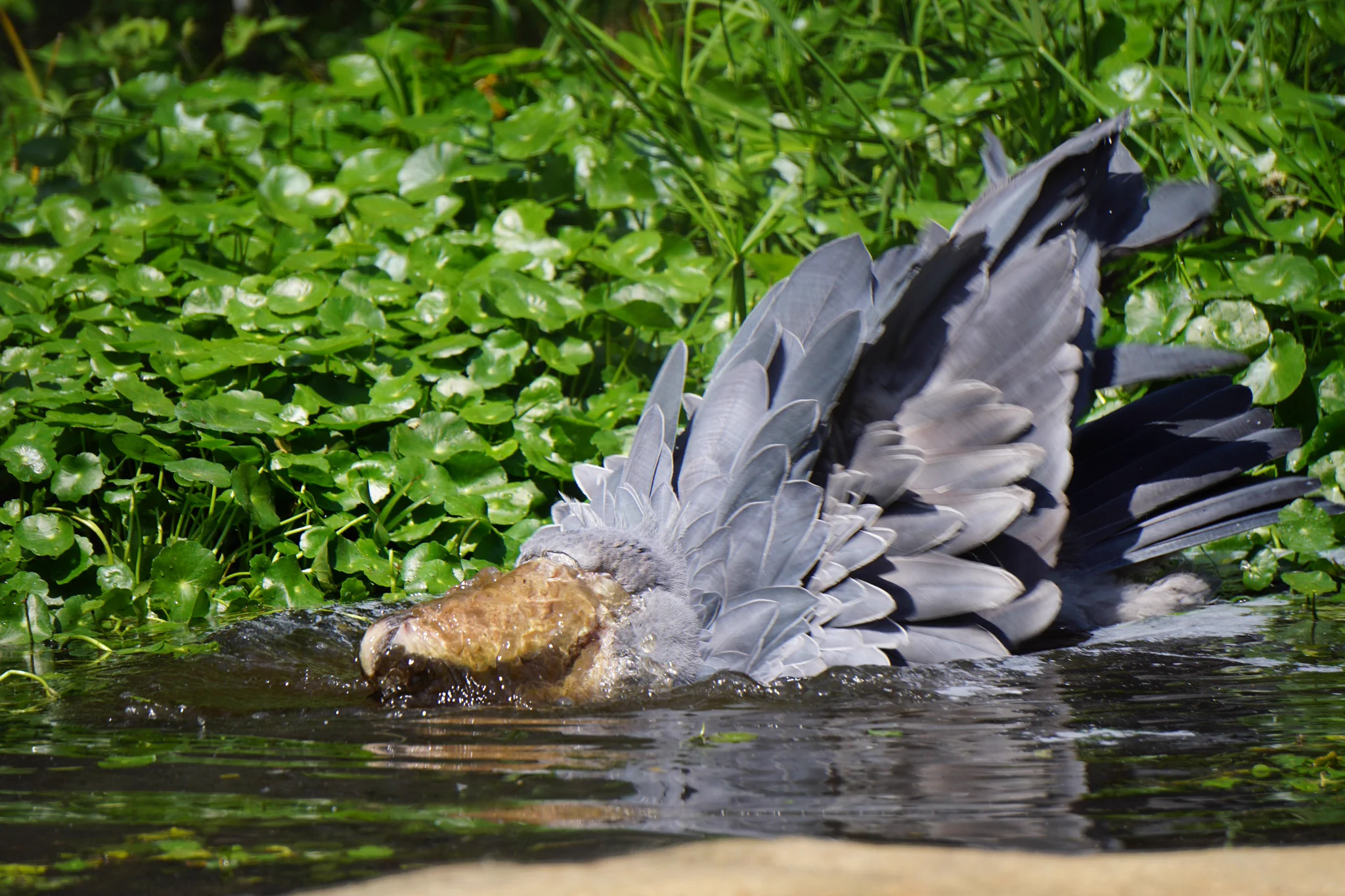 【激レア】ハシビロコウ先生の水浴びシーン！wwww