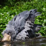 【激レア】ハシビロコウ先生の水浴びシーン!