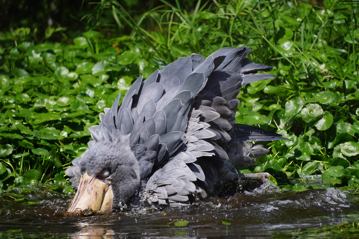【激レア】ハシビロコウ先生の水浴びシーン！wwww