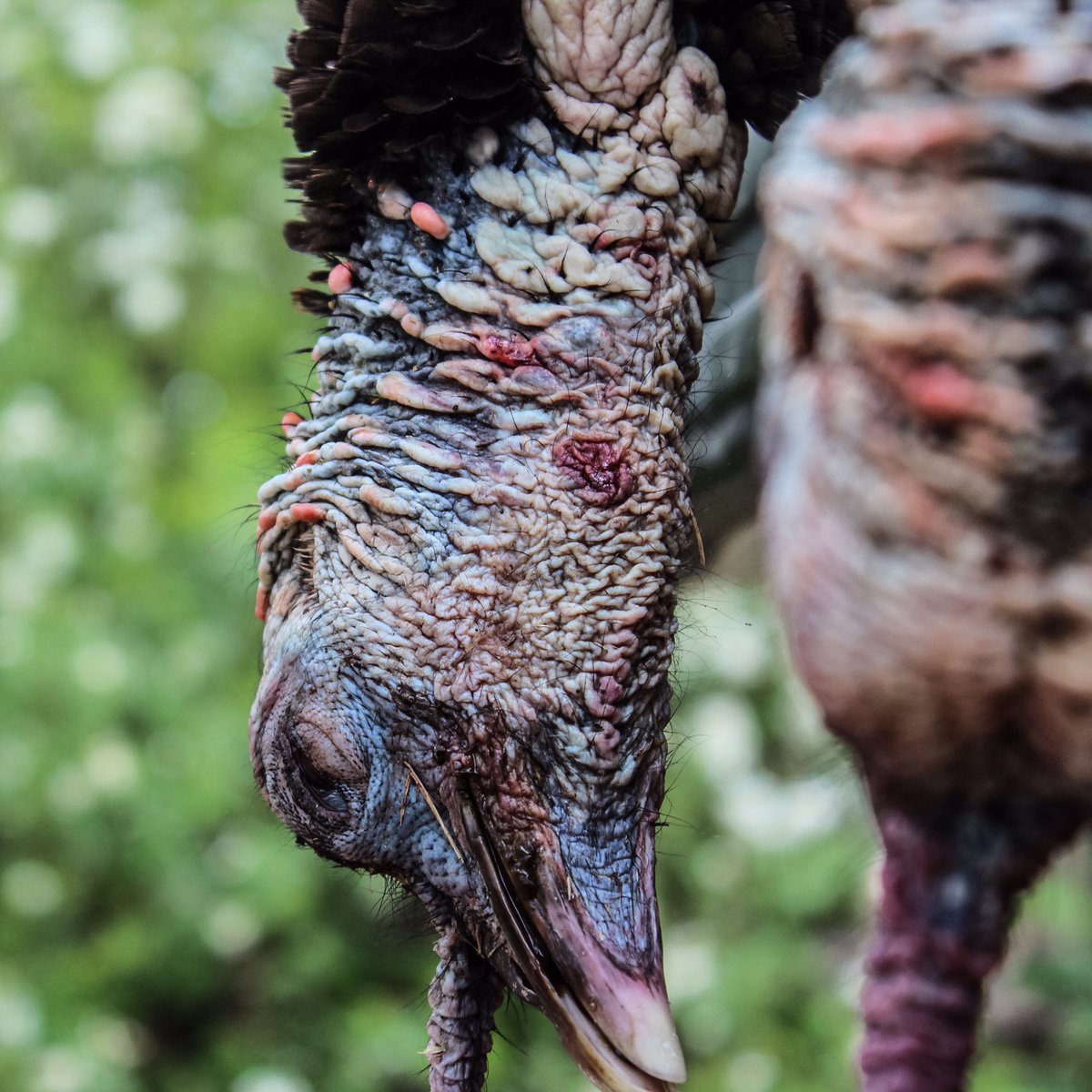 Shawnhurla's tweet photo. My daughter is up to bat tomorrow.#Kansas #Turkey @darkenergytech @SitkaGear @GORETEXhuntfish https://t.co/QXh90xA4K1