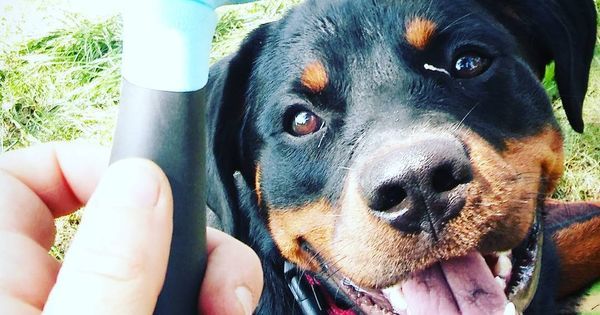 furminator rottweiler