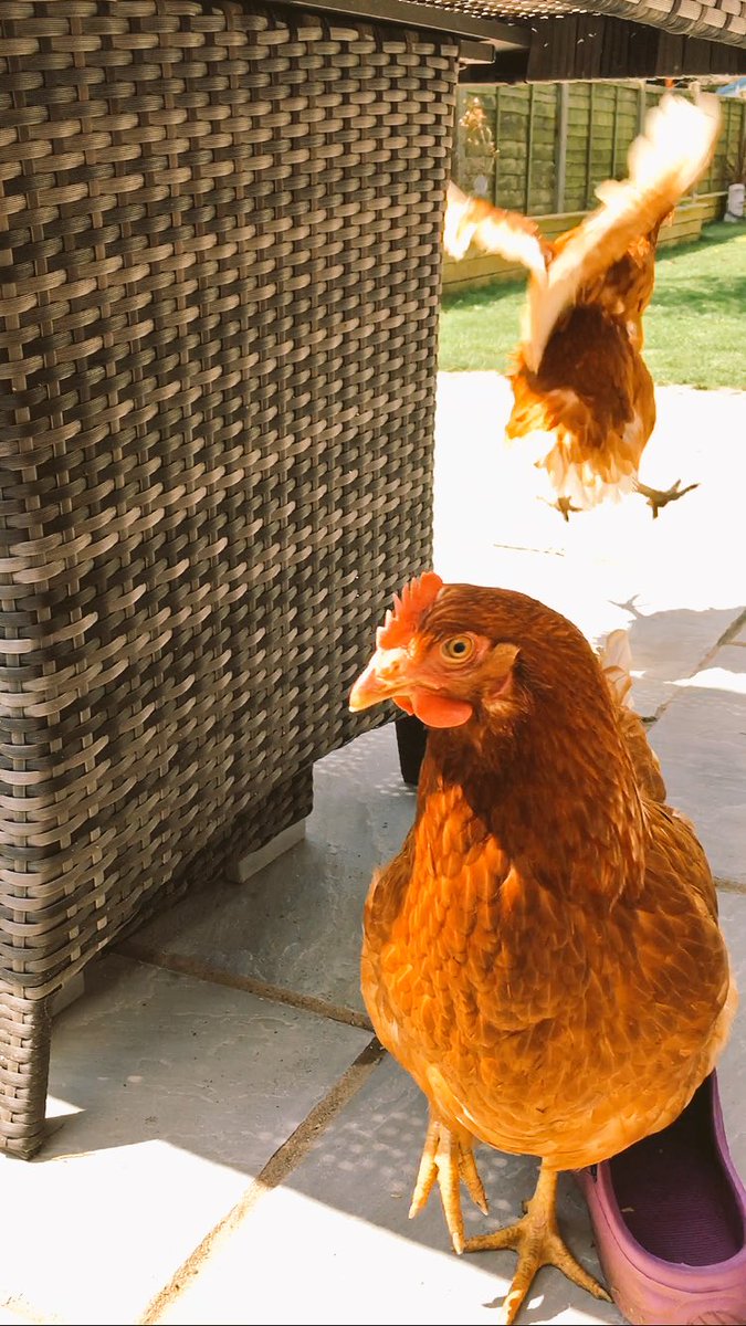 pricillascoop's tweet photo. Trying to take a nice picture of Primrose and Pricilla photo bombed her! @BHWTOfficial #chicken https://t.co/hyYJq8BrtC