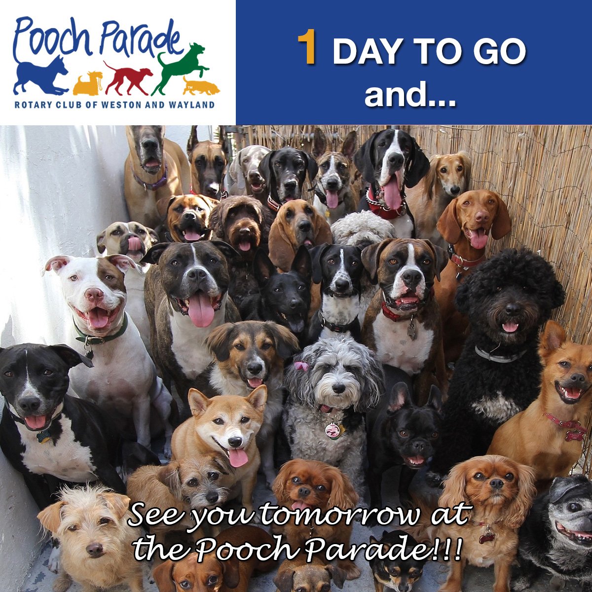 Only 1 DAY left 'til the 2016 Pooch Parade! We're so excited! See you tomorrow from 11AM-3PM at Weston Town Green!