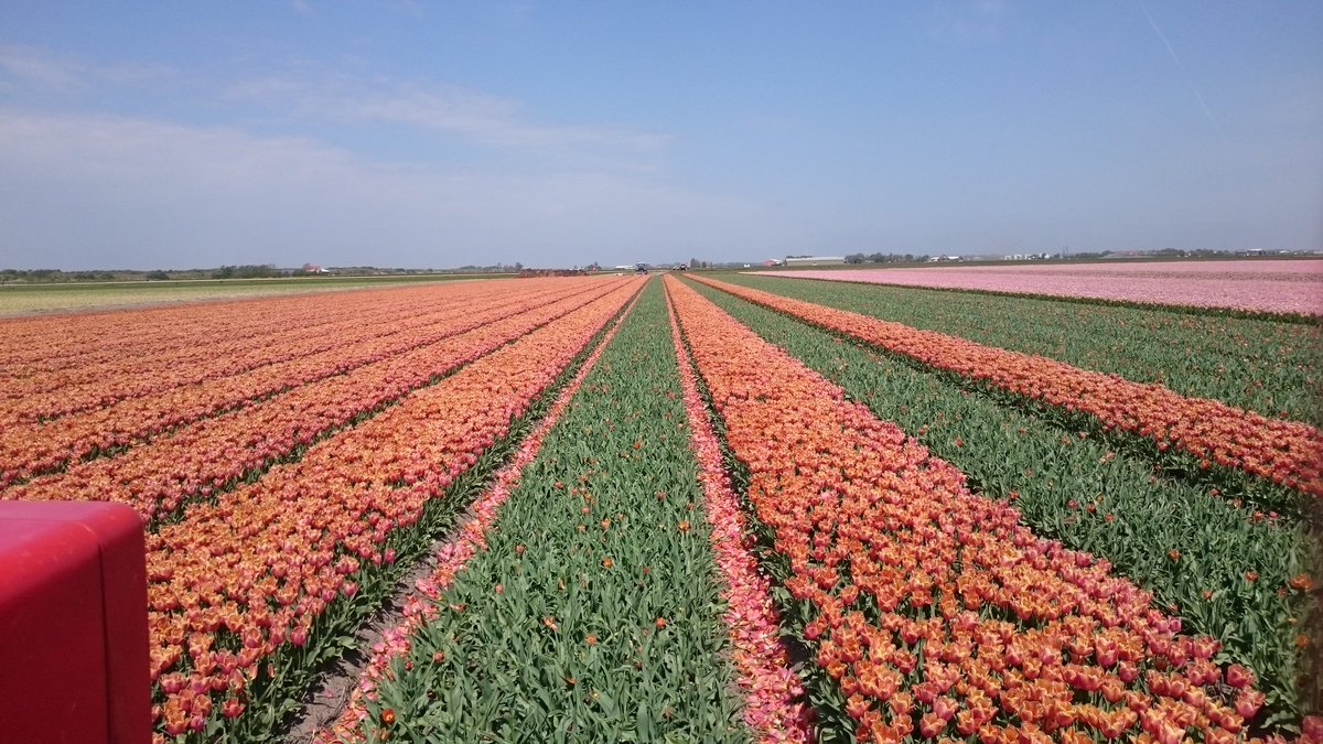 Vandaag was de tulp "Jimmy" aan de beurt om gekopt te worden. Mooie oranje velden worden dan weer mooi groen. #tulip