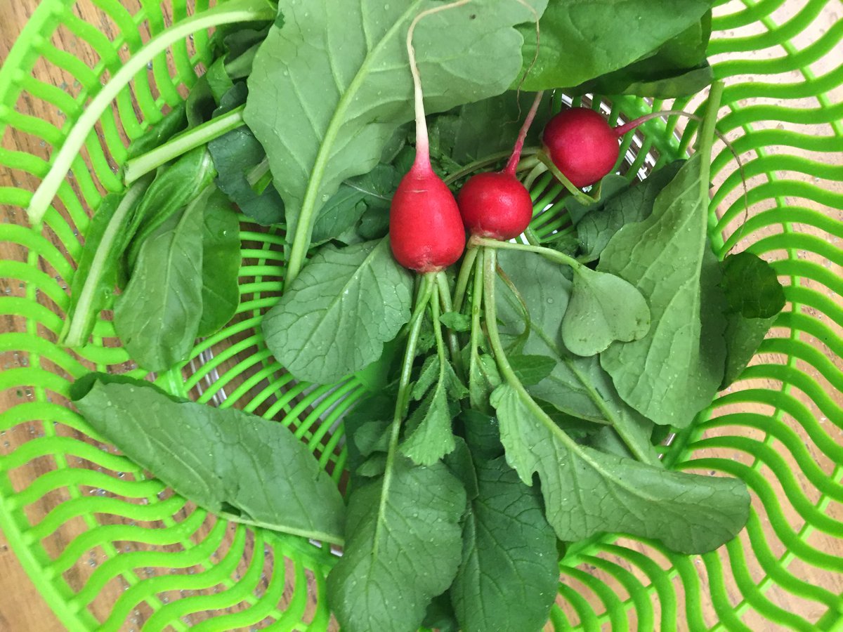 Kelly_Houpt's tweet photo. Fresh from the garden! #schoolgarden #GATESpace #EasternWCPS #wcpsmd https://t.co/Rlm3VfSNzz