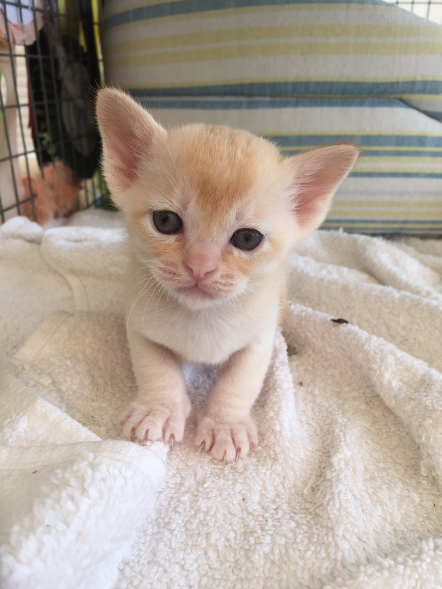 Sam Uden tweet media