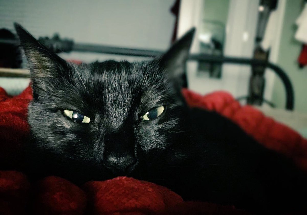 Rep_Ink's tweet photo. Happy #Fridaythe13th from @MichelleCKing 's (soul-devouring) cat. #blackcat #dontlookintohereyes #DixieKing 🙀 https://t.co/eEghQnNzi6