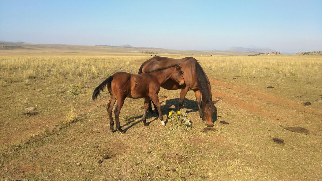 Circle3Horses's tweet photo. Circle 3 foals are growing so fast and looking like quality https://t.co/ILJ1BMlT8J
