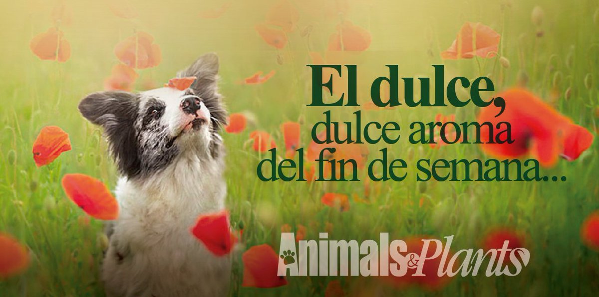 #13DeMayo Feliz Fin de Semana
#AnimalsAndPlants #AmigosConPatas