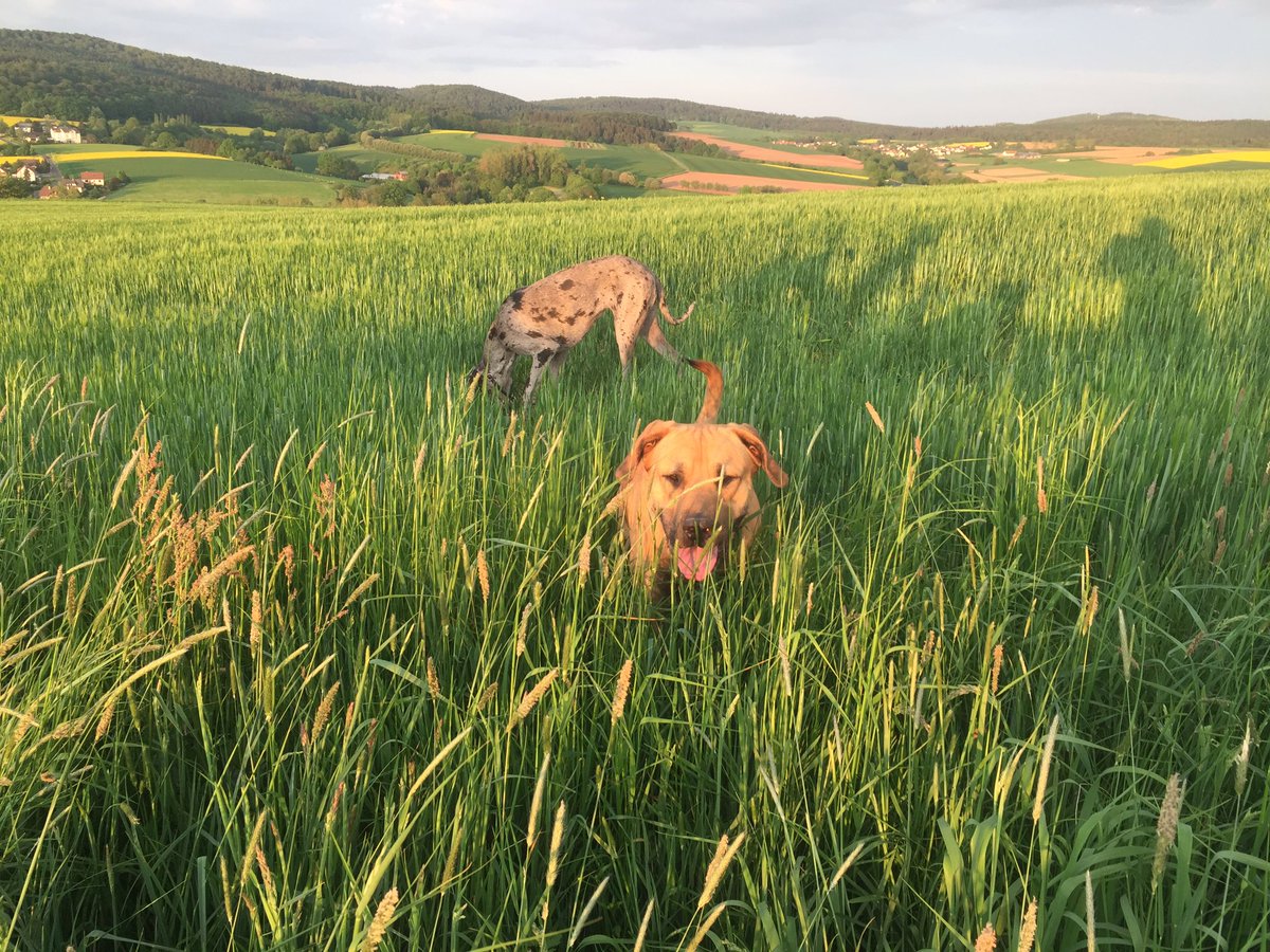 #Hunderunde mit Rosa &amp; Leo #WahreHundeLiebe #Spaß #frei #Sonnenuntergang