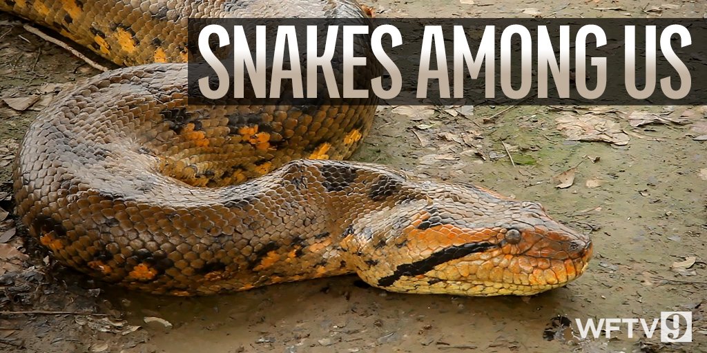 Matt Parcell (@mattparcell) on Twitter photo •Could big non-native snakes invade Central Florida? <a href="/MHoltWFTV/">Melonie Holt</a> asks wildlife officials today on #WFTVat5 •Could big non-native snakes invade Central Florida? <a href="/MHoltWFTV/">Melonie Holt</a> asks wildlife officials today on #WFTVat5