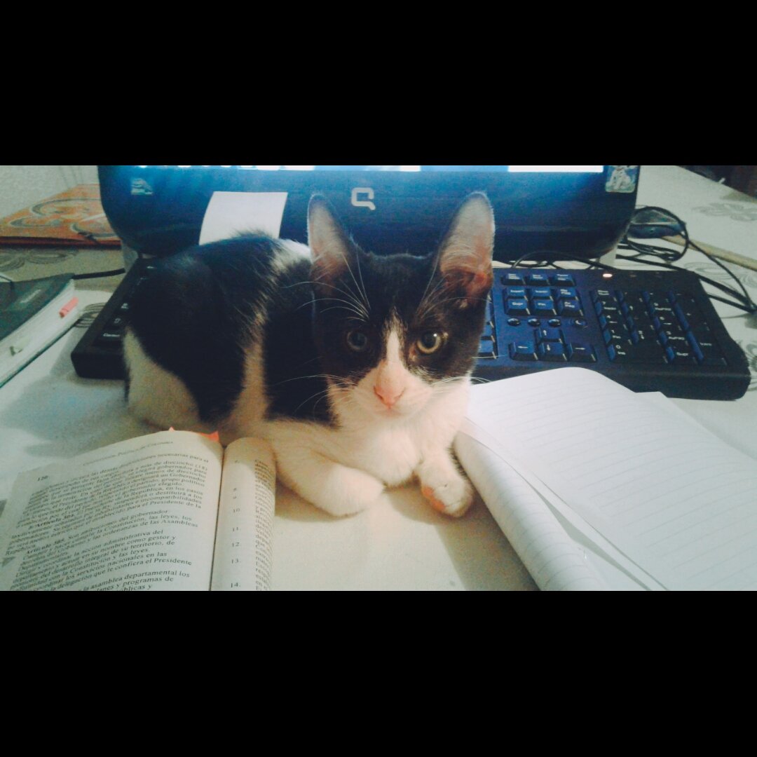 kren261's tweet photo. @CaosSinFin y cosas hermosas ... my pet 😻 https://t.co/kuv6N8g5Pg