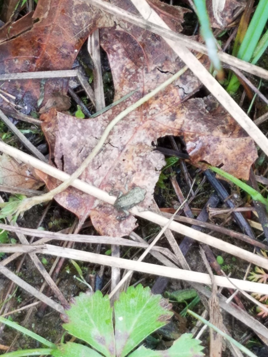 AMESGrade2's tweet photo. Today we went to the wetlands to release our remaining tadpoles &amp; frog! We discovered many other exciting things🐸 https://t.co/R3NPqwQsQF