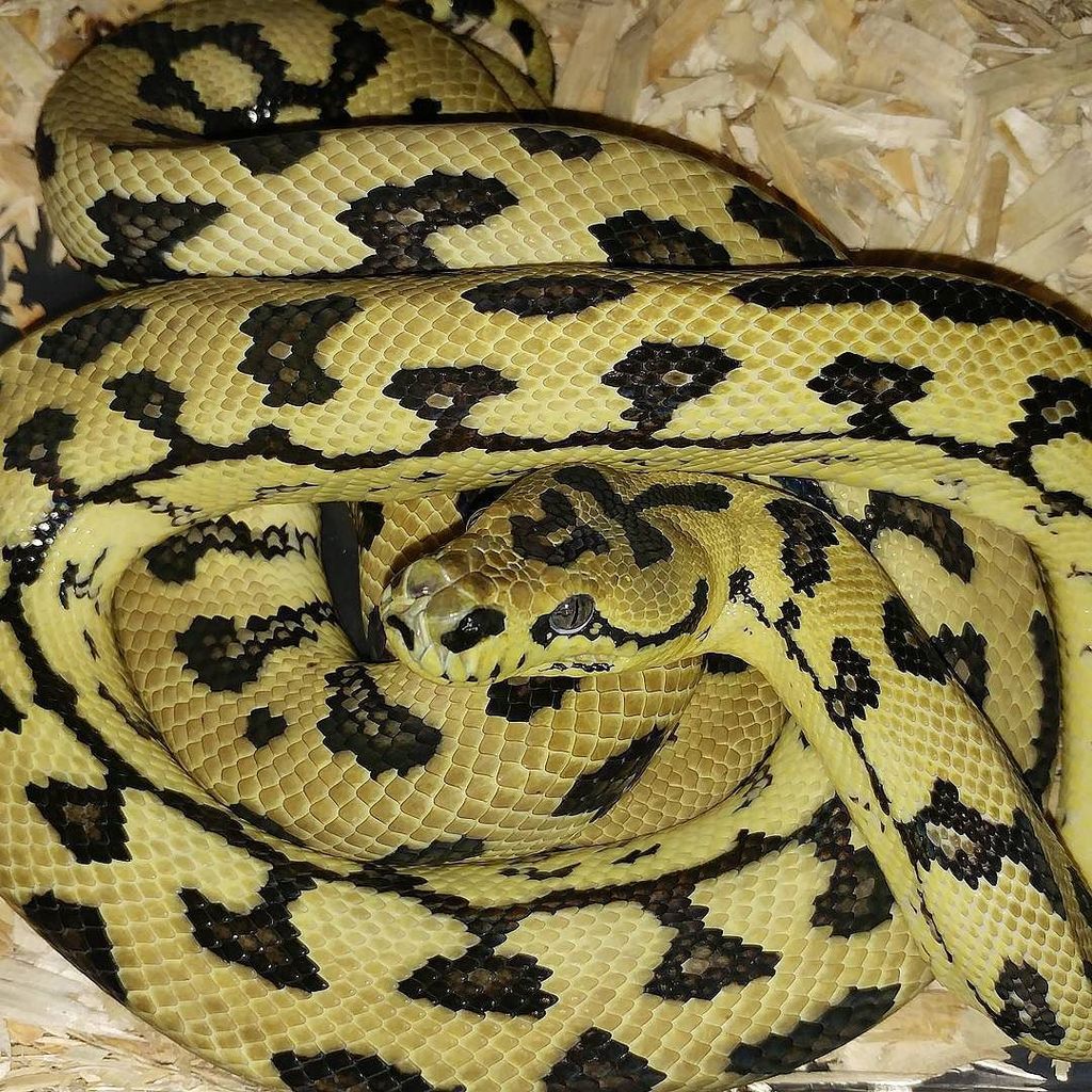 DesignerExotics's tweet photo. IJ Jag. #snakes #snakesofinstagram #pythons #pythonsofinstagram #morelia #moreliapythons #carpetpython #reptile #re… https://t.co/QBg6Z0MGZs