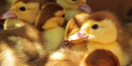 BiooScientific's tweet photo. New ELISA for rapid screening of duck and chicken for #olaquindox, a banned antibiotic https://t.co/XbPUsbhdnM https://t.co/tMuPmKJYOf