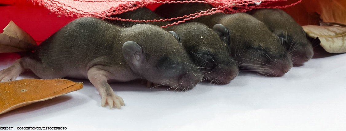 A new study gives direct evidence that interrupting REM sleep can harm memory formation: ($) scim.ag/1Oj3EkK