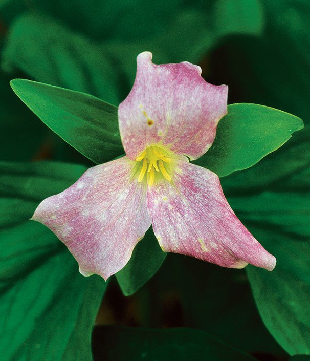 GardenDesignMag's tweet image. For #FlowerFriday, let's learn about beloved trilliums gardendesign.com/flowers/trilli… …