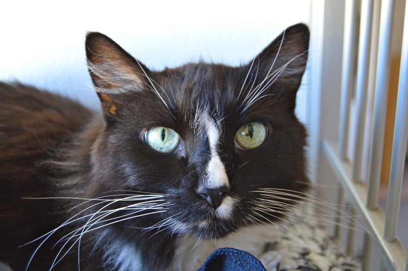 SB_NewsPress's tweet photo. #ForeverFriendFriday:I'm Sam, a real gentleman, the ladies say. #Adopt me @ #SantaBarbara Humane Society. 964-4777 https://t.co/db8mpqUH5U