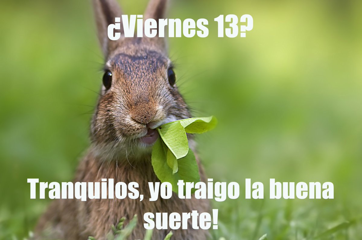CanMundo's tweet image. #Viernes13 ?, será un día de buena suerte para todos!. RT para que el conejito te de buena suerte :D
#UyQueMiedo