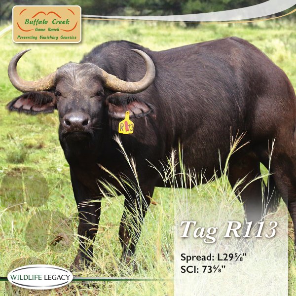 buffalocreekSA's tweet photo. Some of the outstanding lots on auction at the Wildlife Legacy Auction, 18.06.2016, Wildswinkel Auction Hall. https://t.co/MiCsFtIJ0J
