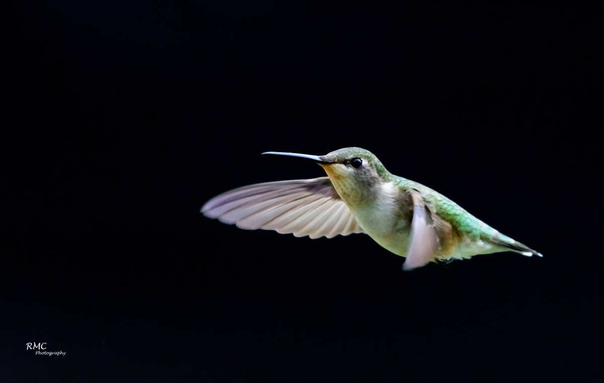 RMCPhoto's tweet photo. Hummingbirds back in the NE. D7200, 200-500mm, TC14EIII. @nikonownermag #RMCPhoto #hummingbirdeffect #hummingbird https://t.co/SZEGDZPtEZ