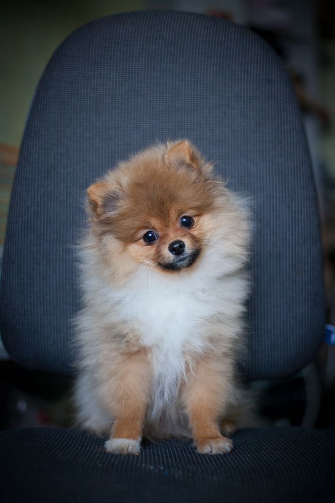 Маленькие беспородные собачки. Собачки в добрые руки. Маленькие собаки в добрые в москве. Маленькую собачку в добрые. Щеночек на руках.