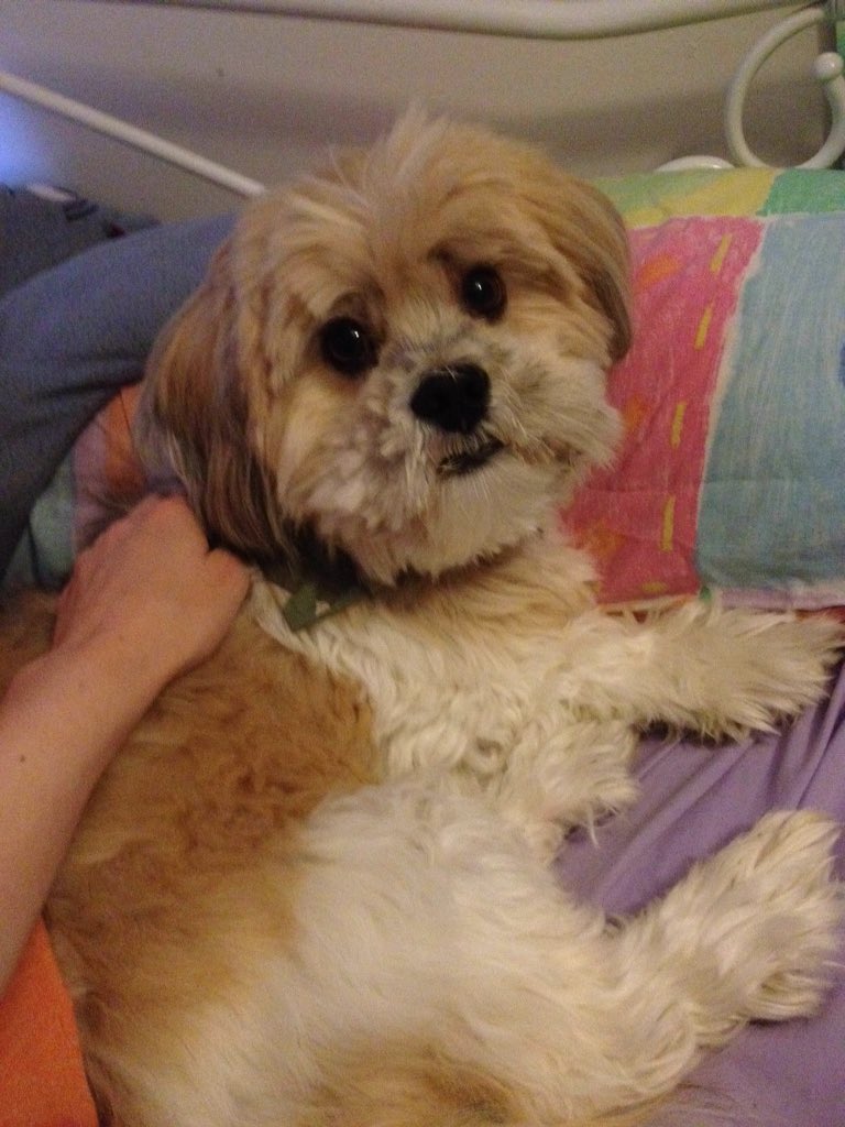 //despite merrill's reputation as number 2 cat lover (after anders) i only have a pup