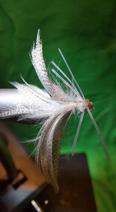 AnnFussell's tweet photo. Custom tied moth fly, get yours from @NoloLyoid
#flyfishing #customfly #fishing https://t.co/HOrMM5my1x