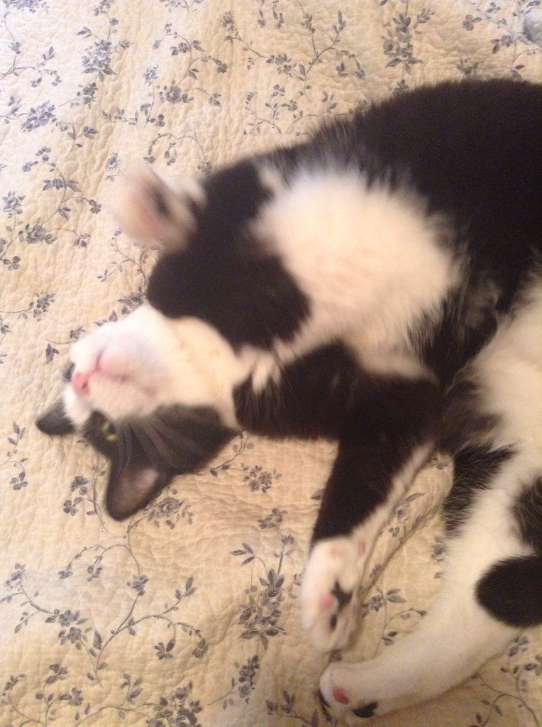 AlexandraLSmit2's tweet image. Here's George on #jellybellyfriday, flaunting his not-insignificant jigglies. #tuxiesrule #CatsOfTwitter