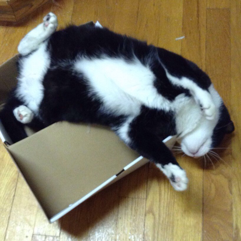 AlexandraLSmit2's tweet image. Here's George on #jellybellyfriday, flaunting his not-insignificant jigglies. #tuxiesrule #CatsOfTwitter