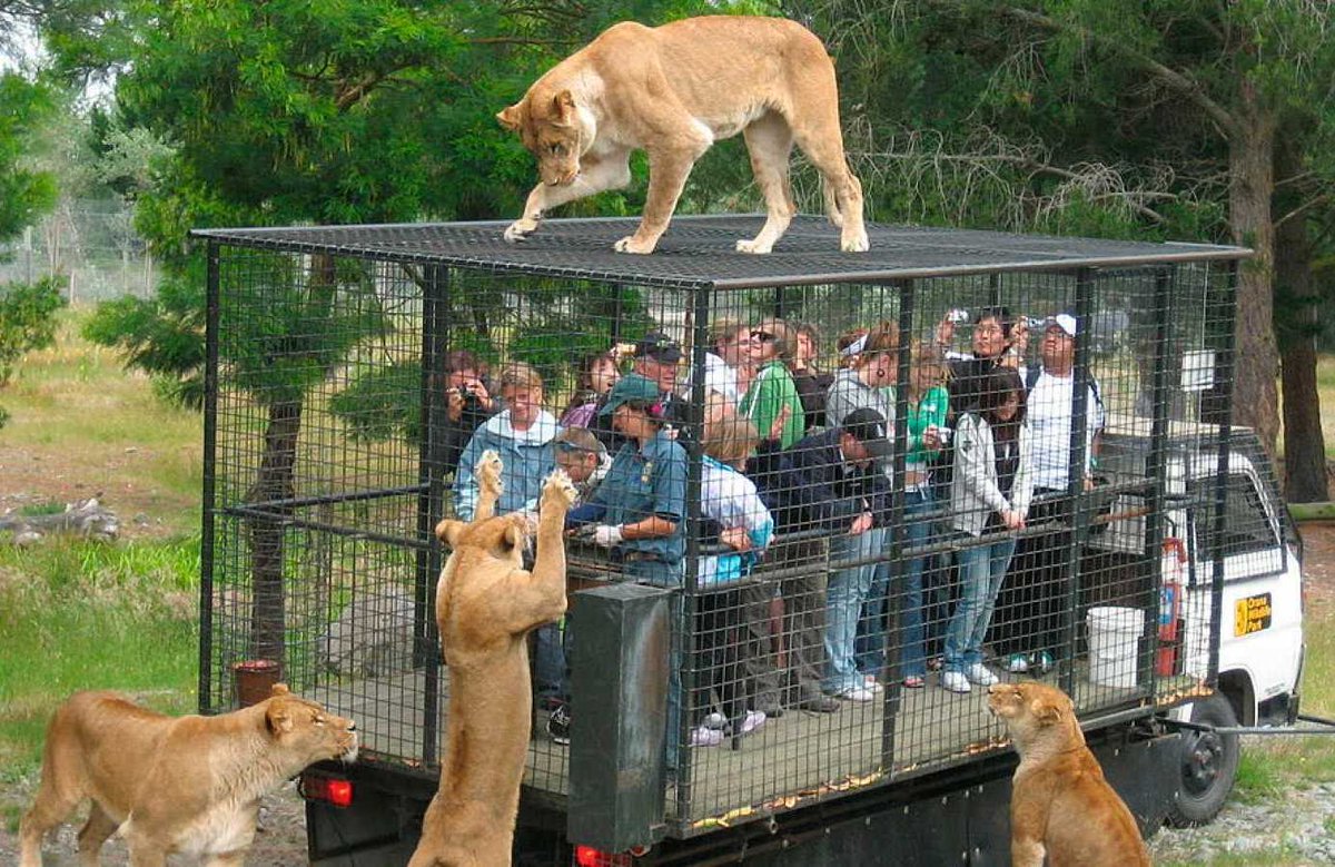 humans-are-caged-so-that-animals-can-roam-freely-in-lehe-ledu-wildlife-zoo-of-china-Duniya Ka Sabse Khatarnak Chidiyaghar