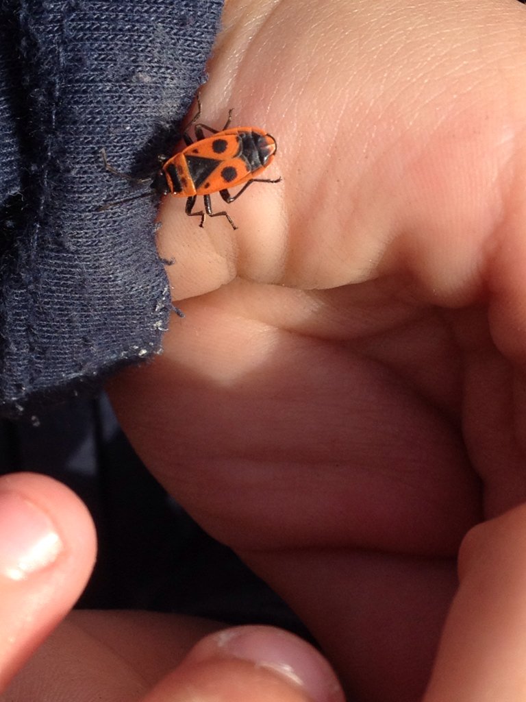 Grouchy_daddy's tweet photo. Firebug = Zapatero

It looks like a ladybug but it's a firebug!!

> https://t.co/pnvxqjW0sm