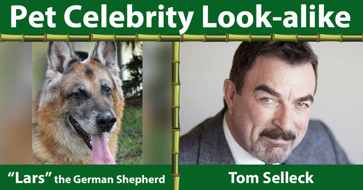 IslandAnimal321's tweet photo. 15-year-old German Shepard, Lars, resembles actor Tom Sellek!  Who does your pet look like?

#IslandAnimalHospital https://t.co/GIh5qzOot5