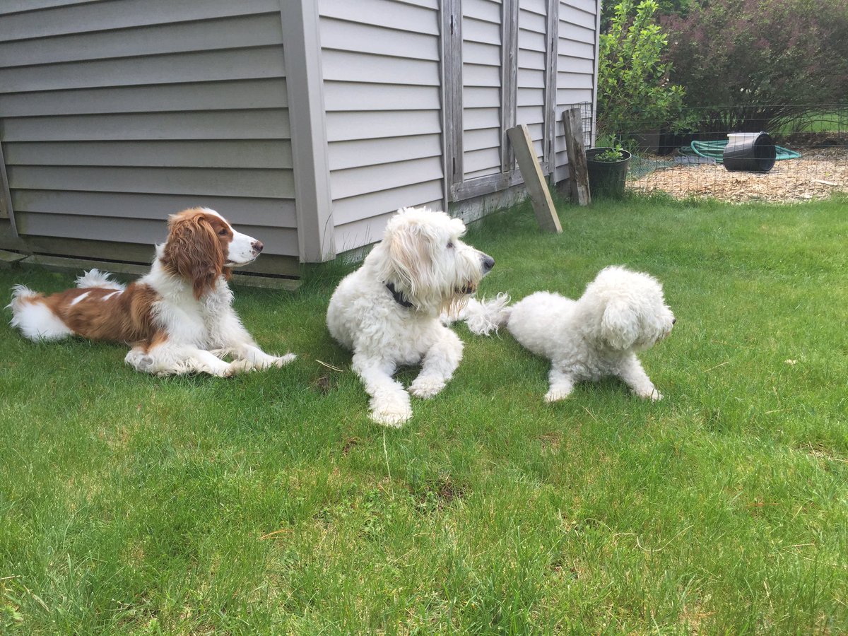 nelliebell29's tweet photo. #playtimeintheyard #dogsoftwitter #whatsoverthere https://t.co/VdVSUIMTll