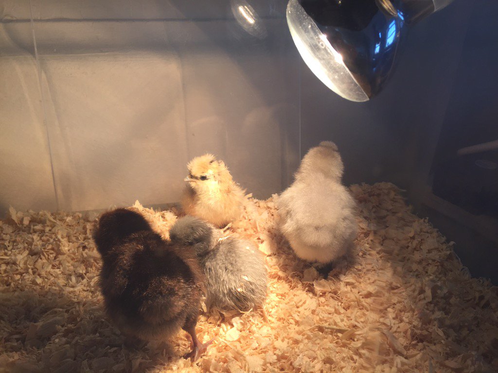 FRJS54's tweet image. We're lucky enough to have 9 beautiful chicks in year 5! We will be caring for them over the next 2 weeks @FrjsJun